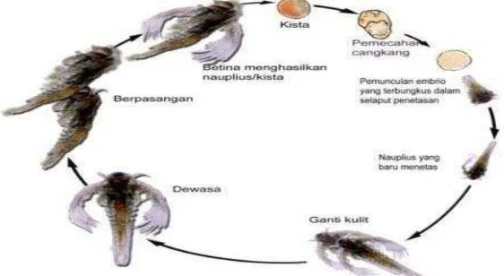 Gambar 2.3 Perkembang biakan Artemia salina (Tamaru dkk., 2004 ) 