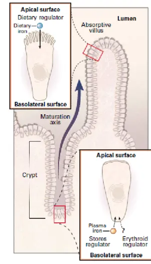 Gambar 5. Regulasi absorbsi besi 