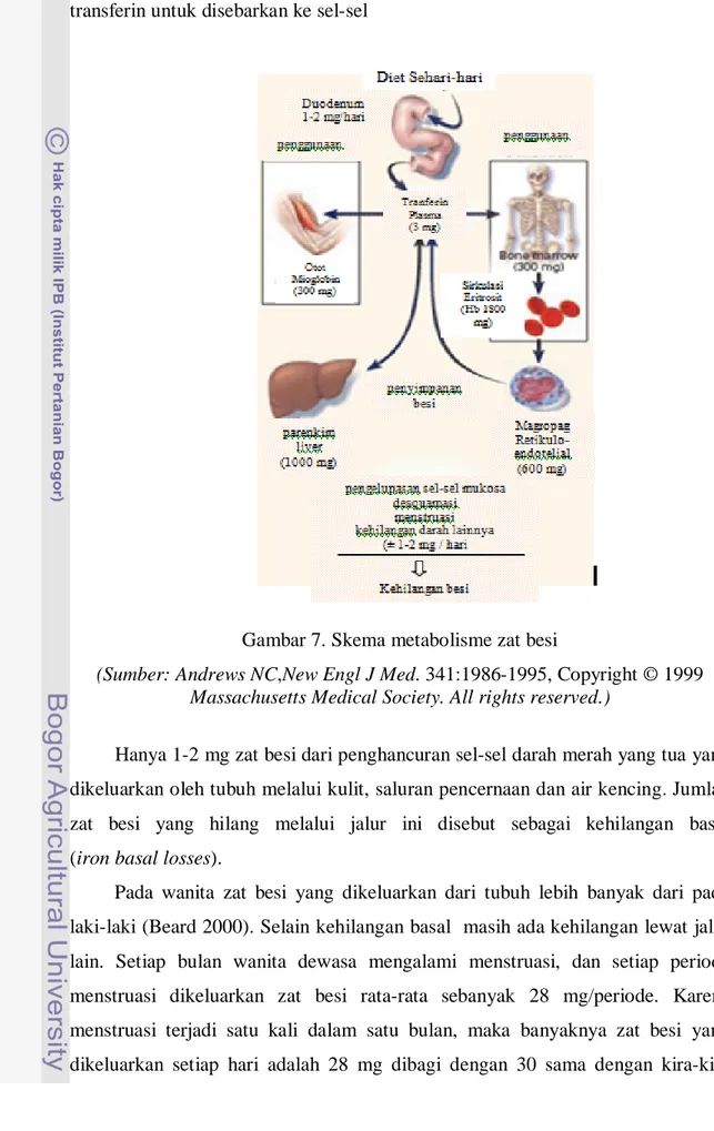 Gambar 7. Skema metabolisme zat besi 