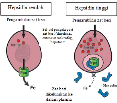 Gambar 8. Efek interaksi hepsidin – ferofortin pada eksport besi sellular  (Sumber: Ganz  2007