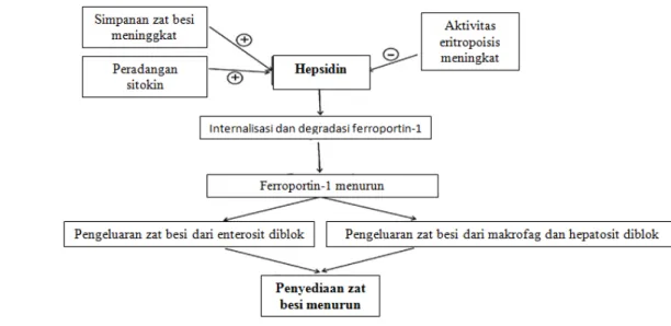 Gambar 10. Skema hubungan hepsidin dengan metabolisme besi 