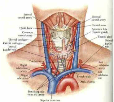 Gambar 1 : anatomi kelenjar tiroid