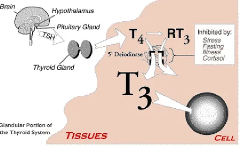 Gambar 2 : fisiologi hormon tiroid Efek Primer Hormon Tiroid 