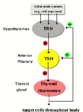 Gambar 3 : pengaturan faal tiroid