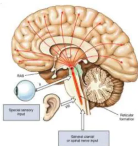 Gambar 2.1 ARAS Pathway (Snell,2015)  2.1.2 Formasi Retikularis 