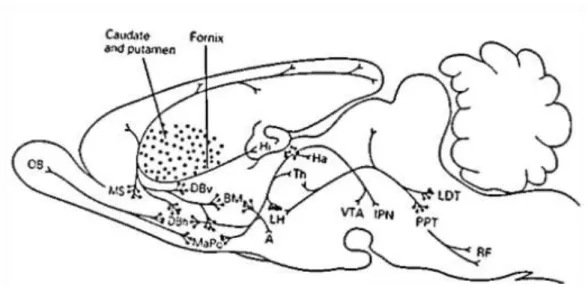 Gambar 2.4 Neuron Kolinergik (Patton, 1996) 