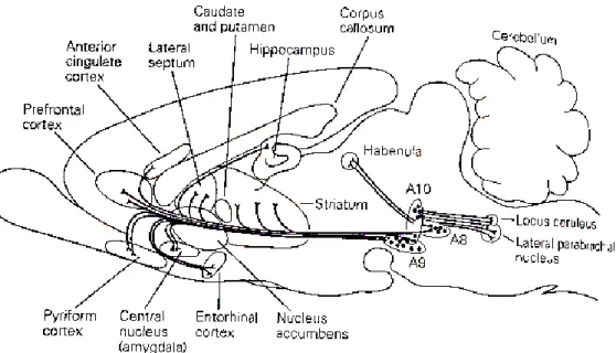 Gambar 2.6 Perjalanan Neuron Dopaminergik (Patton, 1996) 