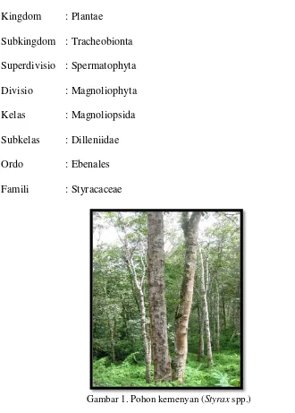 Gambar 1. Pohon kemenyan ( Styrax spp.) 