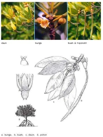 Gambar 1. Morfologi R. apiculata (Rusila et al, 1999). 