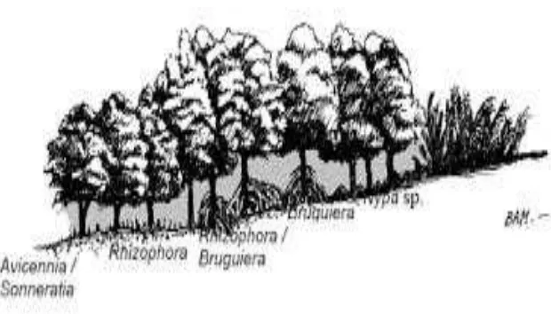 Gambar 2. Pola Zonasi Mangrove(Bengen, 2004) 