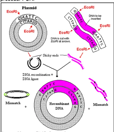 Tabel 1. Protocol isolasi plasmid DNA dari kelompok bakteri viridans, streptococci dan staphylococci 