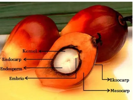 Gambar 1. Bagian-bagian dari buah kelapa sawit  Sumber: tanimedia.blogspot.com 