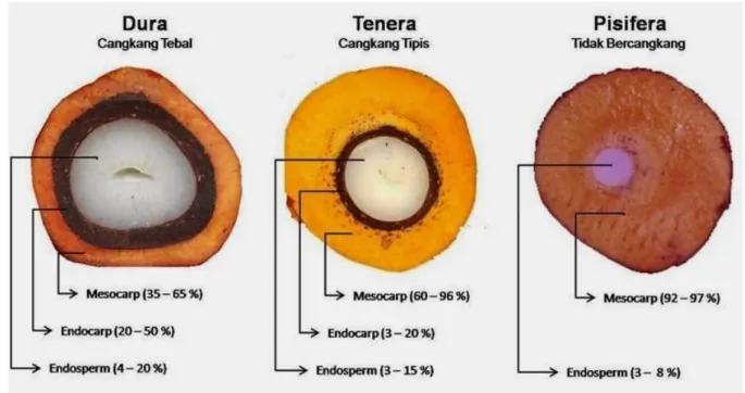 Gambar 2. Tiga jenis cangkang pada kelapa sawit berdasarkan ketebalan cangkangnya  Sumber: jacq-planter.blogspot.co.id 