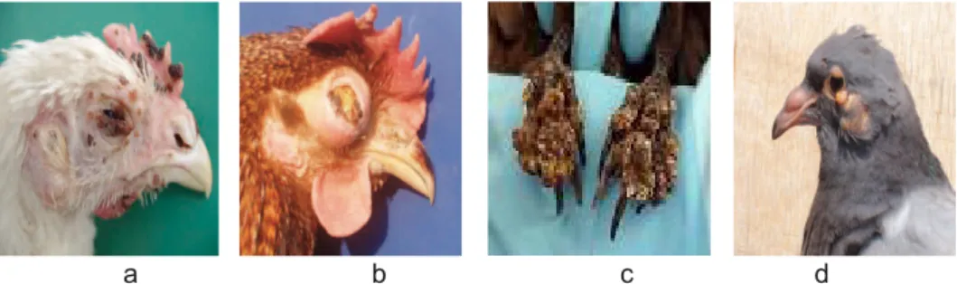 Gambar 2.  Gejala  klinis  yang  terlihat  pada  ayam  penderita  Cacar.  a)  Nodul  pada muka, b) pembengkakan muka, c) nodul pada kaki, d) cacar  merpati