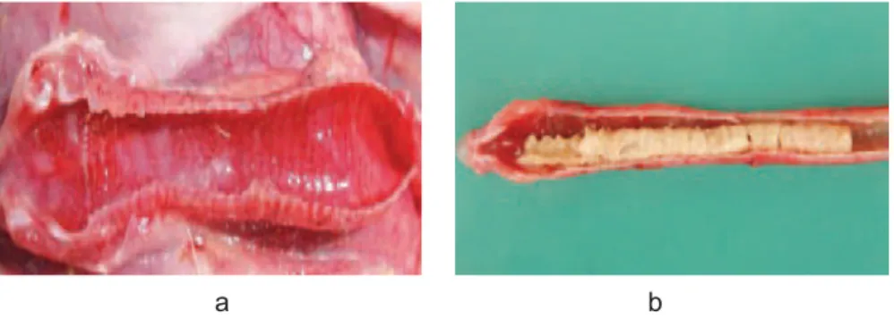 Gambar 3.  Patologi anatomi ayam penderita ILT. a) hermoragi pada trachea,  b) Gumpalan eksudat pada trachea