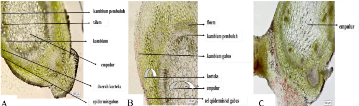 Gambar 4. Morfologi tanaman ubi kayu genotipe Jame-jame: (A) tanaman hasil aklimatisasi saat 8 MSA, (B) helai daun umur 10 hari dari  tanaman hasil aklimatisasi, (C) helai daun umur 10 hari dari tanaman di lapangan, (D) karakteristik stomata daun hasil  ak