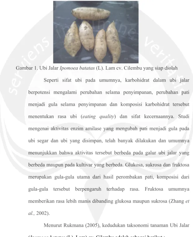 Gambar 1. Ubi Jalar Ipomoea batatas (L). Lam cv. Cilembu yang siap diolah   Seperti sifat ubi pada umumnya, karbohidrat dalam ubi jalar  berpotensi mengalami perubahan selama penyimpanan, perubahan pati  menjadi gula selama penyimpanan dan komposisi karboh