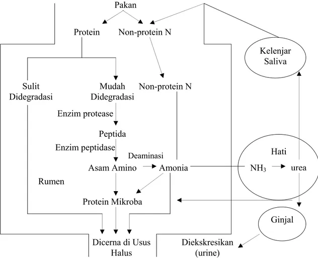 Gambar 5. Proses Metabolisme Protein di dalam Rumen Ternak Ruminansia 