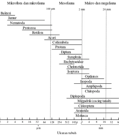 Gambar 1. Klasifikasi biota tanah berdasarkan ukuran tubuhnya (Bardgett, 2005) 