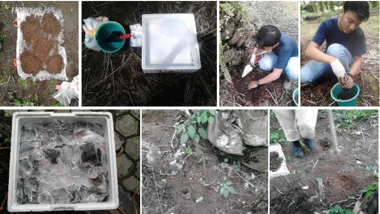 Gambar 11. a. Pengambilan sampel mesofauna pada piringan kelapa sawit; b dan c. ekstraksi hewan tanah di laboratorium PPKS; d