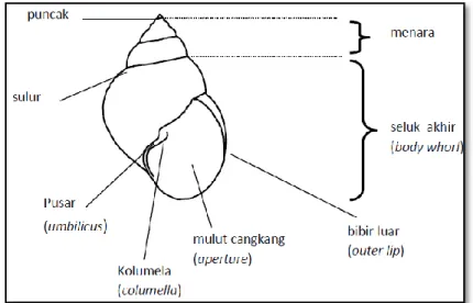 Gambar 2.1  Cangkang Gastropoda dan bagian-bagiannya (Marwoto  dkk, 2011:5) 
