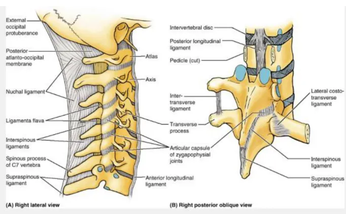 Gambar 1. Anatomi vertebra servikalis. 2 