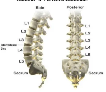 Gambar 4. Vertebra Lumbalis 