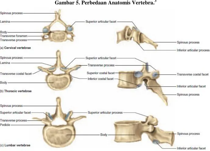 Gambar 5. Perbedaan Anatomis Vertebra. 3 