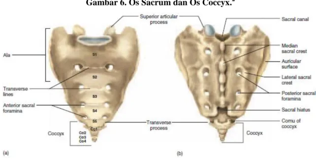 Gambar 6. Os Sacrum dan Os Coccyx. 2 