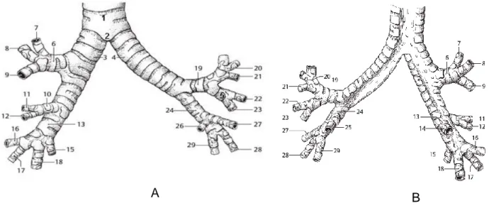 Gambar 1.Tracheobronchial tree atau segmen bronkhus paru kanan dan kiri dari arah  anterior (A), dan posterior (B)  