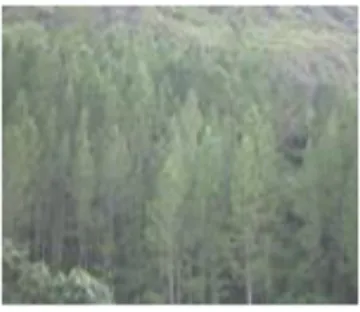 Gambar 3.  Hutan Pinus  