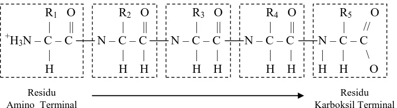 Gambar 1.2 Rantai Polipeptida (Styrer, 2000). 