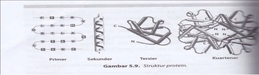 Gambar 1.3 Struktur primer, sekunder, tersier dan kuartener dari protein  