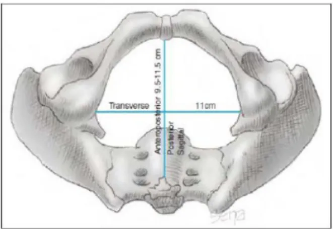 Gambar  2.3.  Panggul  wanita  dewasa  yang  memperlihatkan  diameter anteroposterior  dan  transversal  pintu  atas  panggul  serta  diameter  transversal (interspinosus)  panggul  tengah