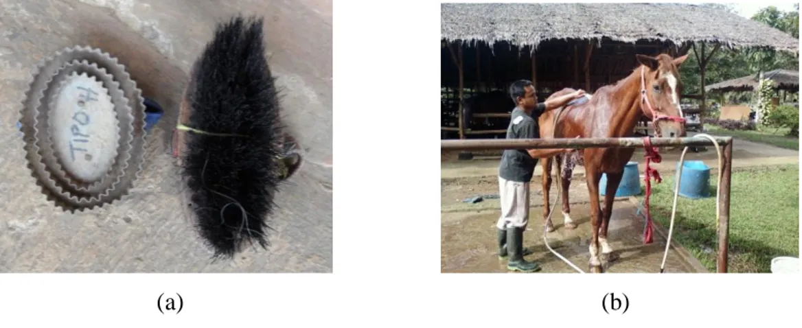 Gambar  4.  Kebersihan  Kuda,  (a)  Alat  Roskam  dan  Sikat,  (b)  Petugas  Memandikan Kuda 