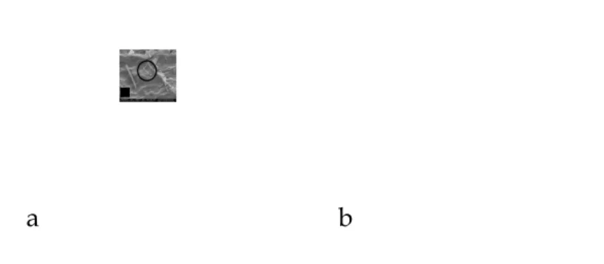 Gambar 2. Kenampakan Kalsium Oksalat dengan SEM Perbesaran 4000 kali, a) Tepung Porang Kasar ( input  ) Setelah Pemurnian Kimia, b) Tepung Porang Penggilingan L8 Setelah
