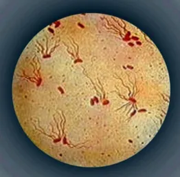 Gambar 2.1. Mikroskopik Salmonella Typhi