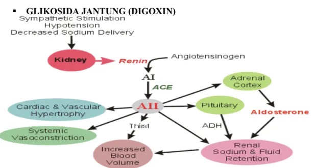 Gambar 4. Efek Sistem Renin-angiotensin-aldosteron