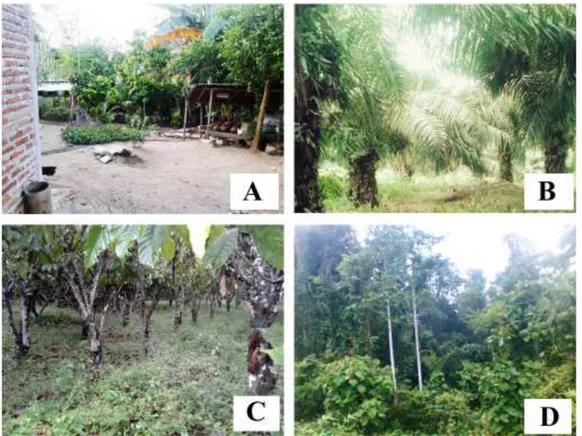 Gambar 2.  Lokasi  Pengambilan  Sampel  :  a)  Pekarangan  rumah,  b)  Perkebunan  kelapa sawit, c) Kebun kakao, d) Hutan sekunder