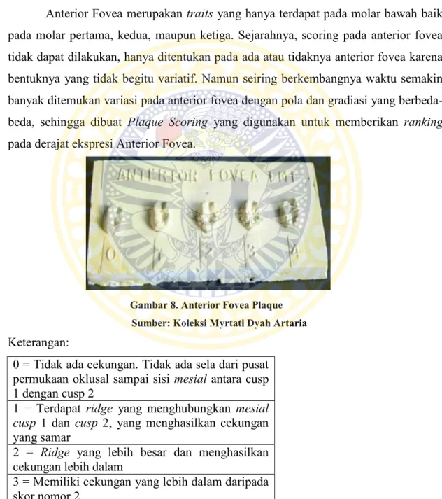 Gambar 8. Anterior Fovea Plaque      Sumber: Koleksi Myrtati Dyah Artaria 