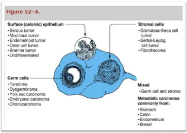 Gambar 2.3. Derivasi berbagai jenis neoplasma ovarium.15 