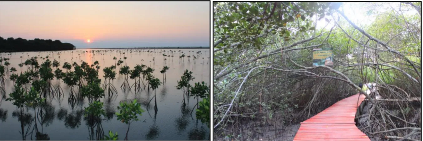 Gambar 8. Penahan abrasi dengan Mangrove  Sumber: Siswanti, 2016 