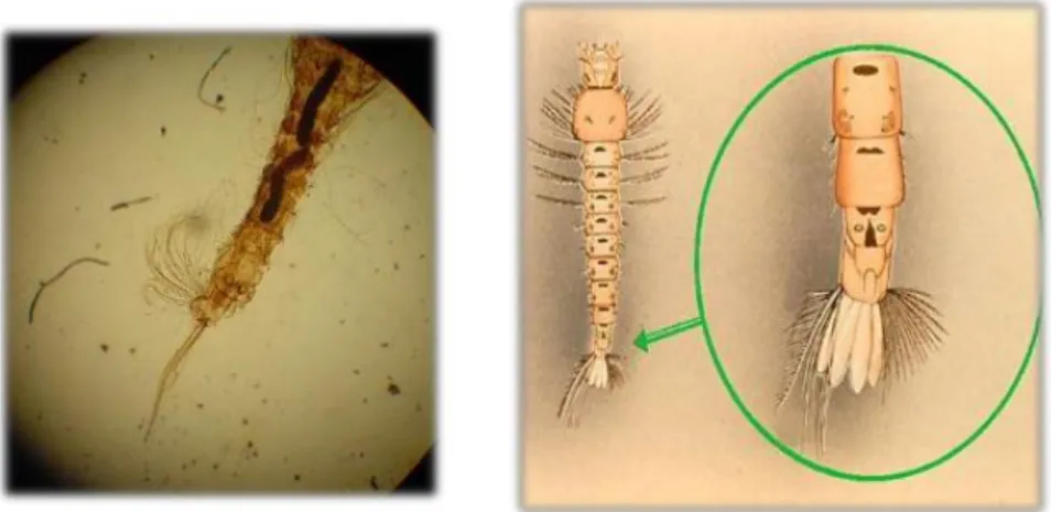 Gambar 2. Larva Anopheles 