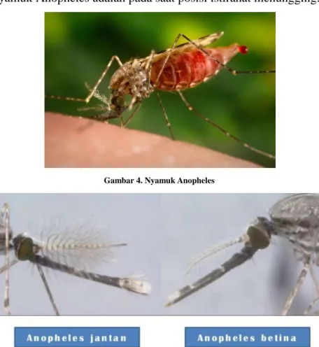 Gambar 4. Nyamuk Anopheles 