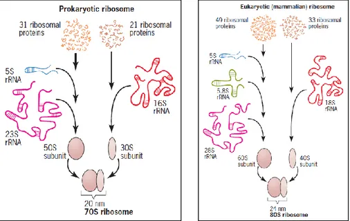 Gambar 2. Komposisi makromolekular dari prokariotik dan eukariotik ribosom. 