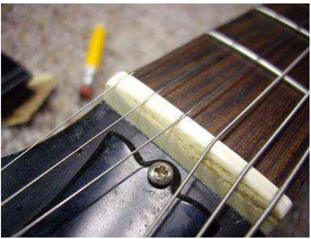 Gambar 30. Ivory Nut 