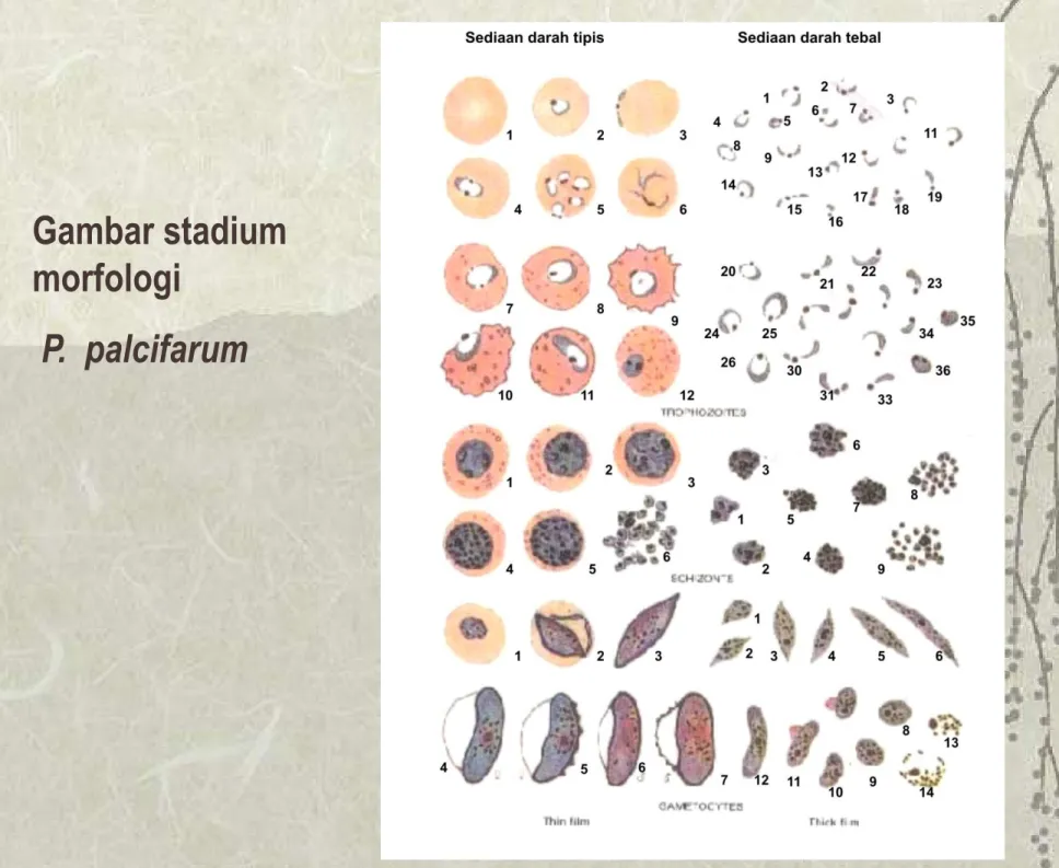 Gambar stadium  morfologi