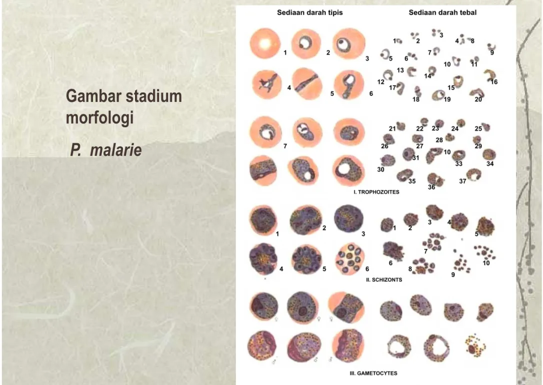 Gambar stadium  morfologi