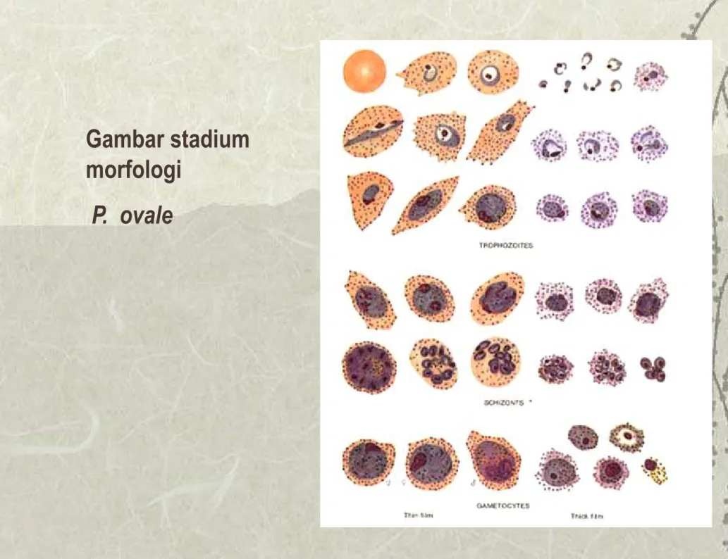 Gambar stadium  morfologi