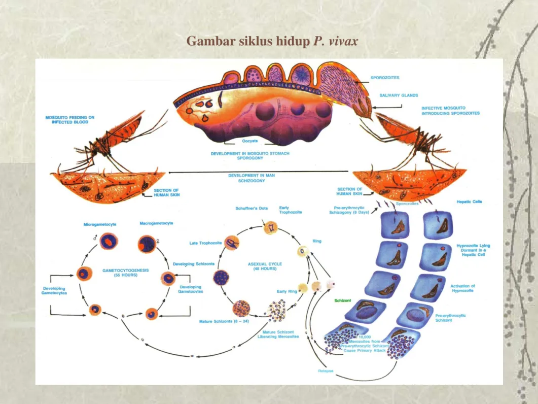 Gambar siklus hidup P. vivax